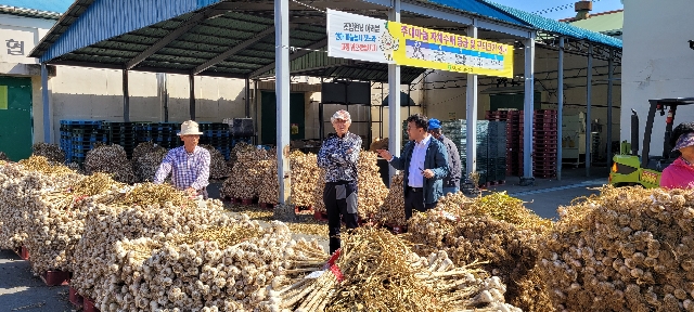 2024년산 주대마늘 자체수매 첫 실시 대표 이미지