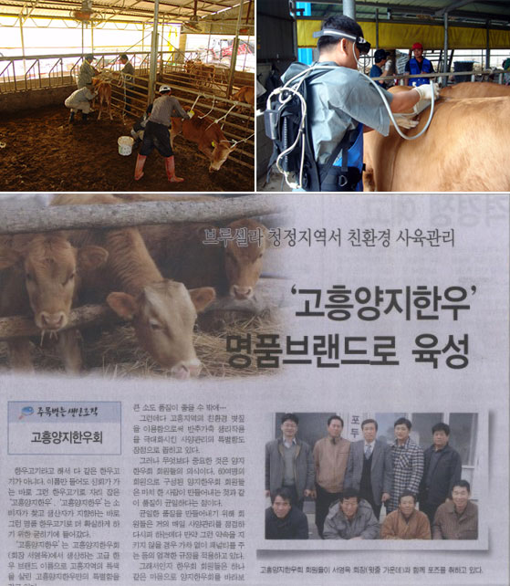 흥양한우작목반 숫소거세 및 초음파 검사 실시